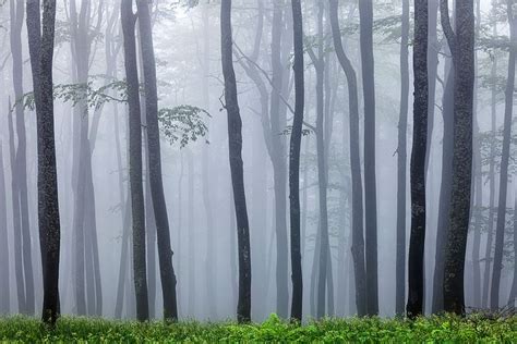 Soft Wood By Evgeni Dinev On 500px