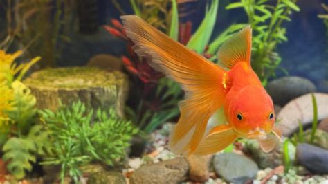 115 Funny Cute And Clever Goldfish Names
