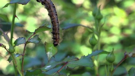 Your caterpillar eating leaves stock images are ready. Green Caterpillars On Roses | Shapeyourminds.com