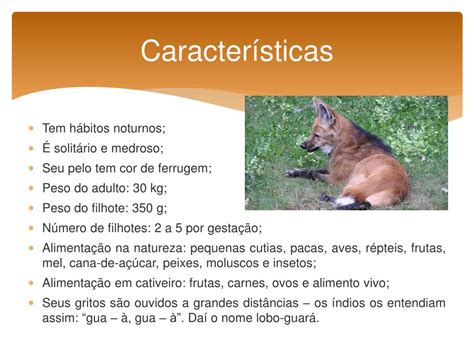 Ficha Tecnica Do Lobo Guará