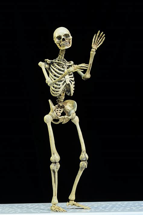 Review and photos of Skeleton metal sixth scale action figure