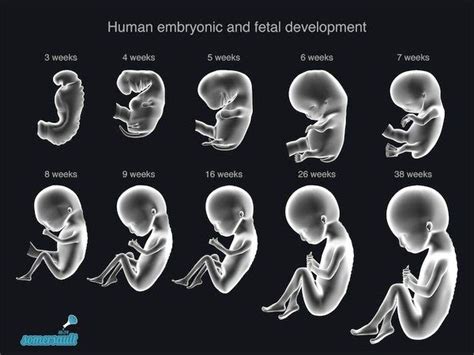 6 Weeks Baby Development In Womb Nabilah Adhwa