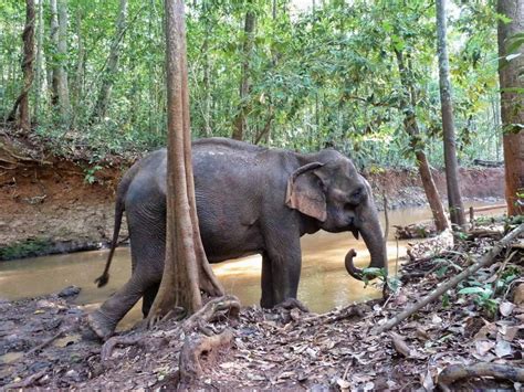 List Animal Friendly Elephant Sanctuary Thailand Easy List For Asia