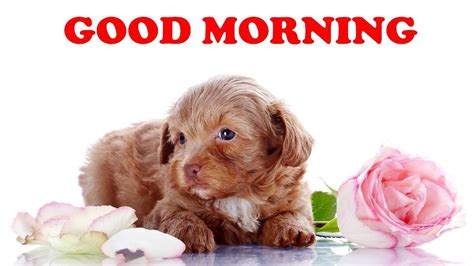 Good Morning Wishes With Dogs Pictures Images Page 9