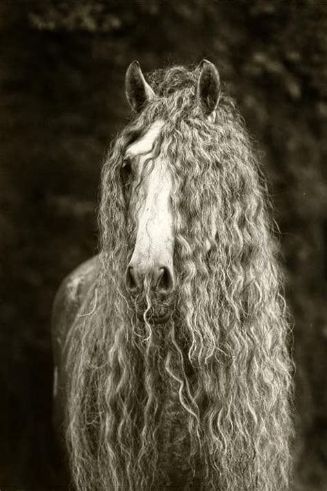 12 Terrifying Long Haired Horses And What Theyre Hiding Horse Photos