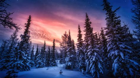 Snowy Forest Sunset Scenery 4k 5680f Wallpaper Pc Desktop
