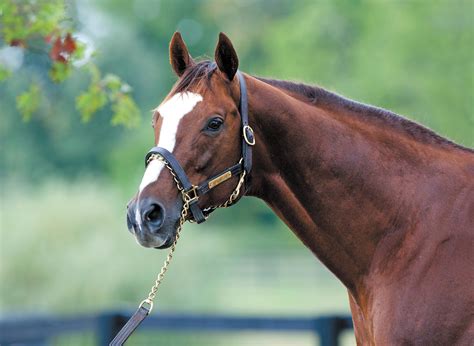 The mares who made Kitten's Joy