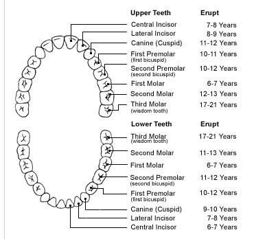 They clearly evolved to eat meat. Human Teeth Dental Charts | Tooth chart, Teeth eruption ...