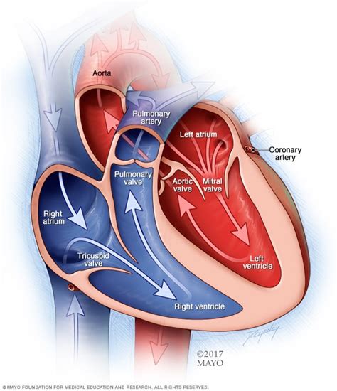 Síndrome Del Corazón Izquierdo Hipoplásico Síntomas Y Causas Mayo