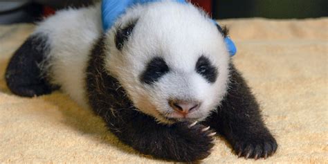 National Zoo Seeks Name For Baby Panda The Washington Post