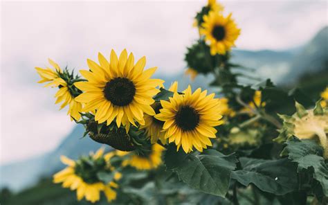 Download Wallpaper 3840x2400 Sunflower Flowers Yellow Bloom Plant