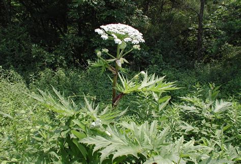 I have a lot of creeping buttercup (left, below) at the. Giant hogweed, a toxic plant you need to know about in Va ...