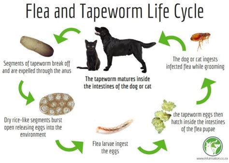 Tapeworms are usually caused from a cat ingesting flea eggs. The Relationship Between Fleas and Tape Worms | Infurmation