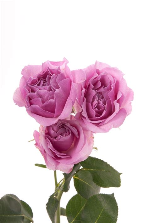lavender-spray-roses-blue-moon-spray-roses-roses-flower-muse-spray-roses,-lavender