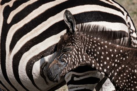 Rare Polka Dotted Zebra Spotted In Kenya China Plus