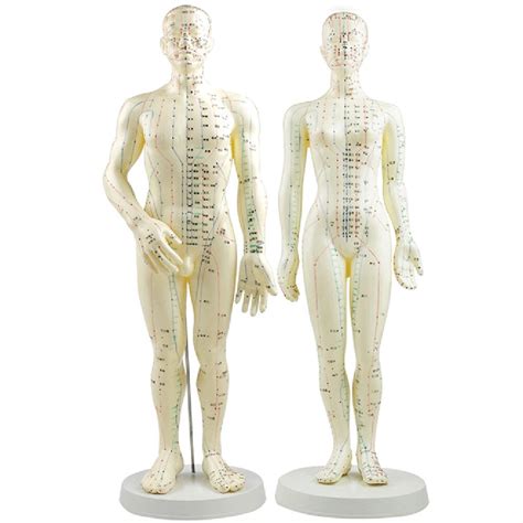 acupuncture model 50cm male female with base human acupuncture meridians model acupuncture