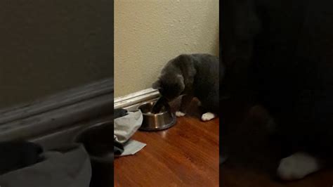 Why Does My Cat Drink With His Paws Youtube