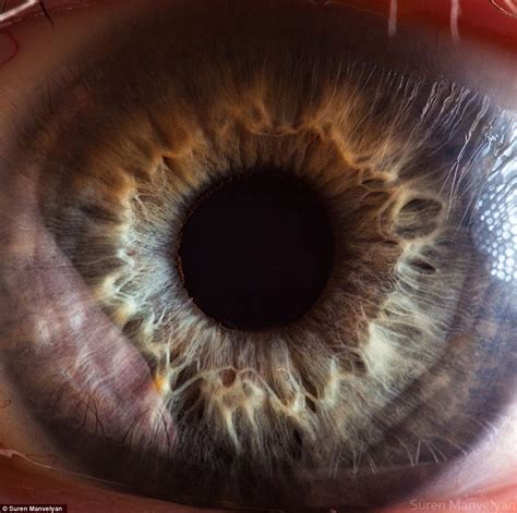 The Eyes Have It The Iris Pictured In Remarkable Detail By Incredible