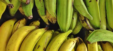 Genetically Modified Australian Bananas Are Ready For Human Testing