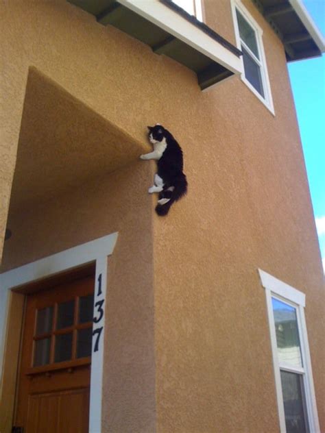 Domestic Cats Can Fall From Any Height With A Remarkable Survival Rate