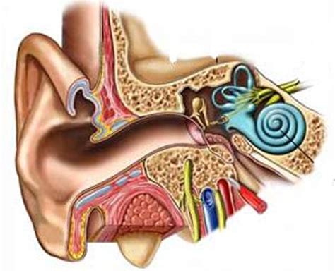 What Are Some Common Diseases Of The Ear Ent Specialists Pc