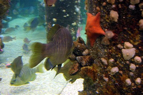 Monterey Bay Aquarium Cannery Row Monterey California Flickr