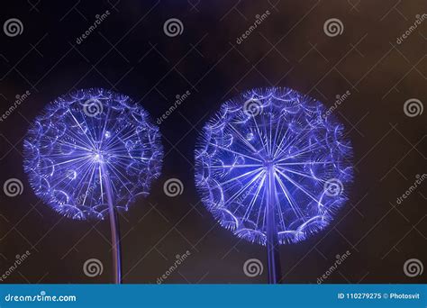 Dandelion Lights In Dubai United Arab Emirates At Night Stock Image