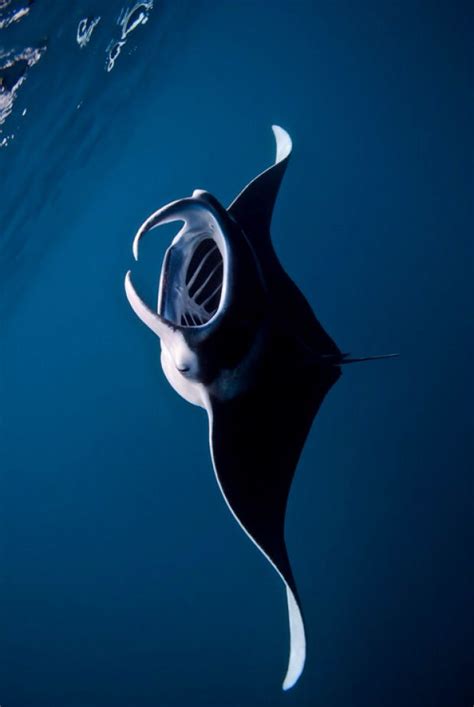 Manta Ray Underwater Creatures Underwater Life Ocean Creatures