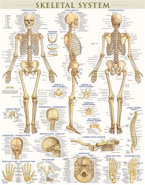 Skeletal System Poster Laminated 024708 Details Human Skeletal