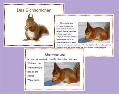 Deckblatt biologie bakterien | bio deckblätter. Das Eichhörnchen | Eichhörnchen, Herbst im kindergarten ...