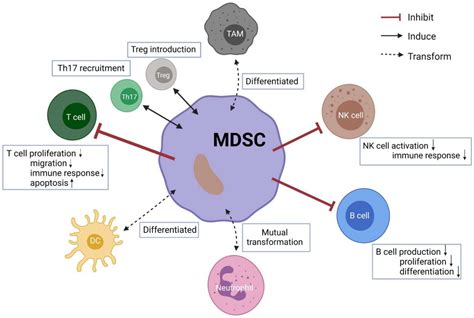 Cells Free Full Text Myeloid Derived Suppressor Cells In Solid Tumors