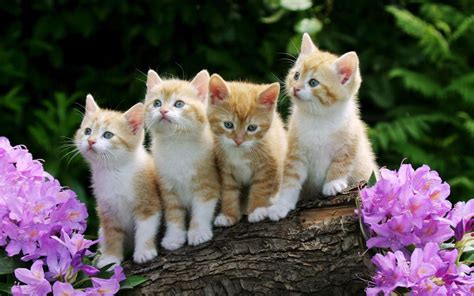 Cute Kitten Wallpaper For Android Apk Download