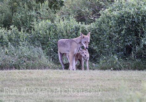 The Ghost Wolves Of Galveston Island