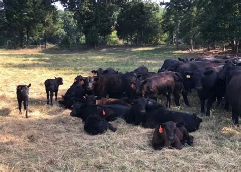 Managing Bloat In Pastured Cattle University Of Maryland Extension
