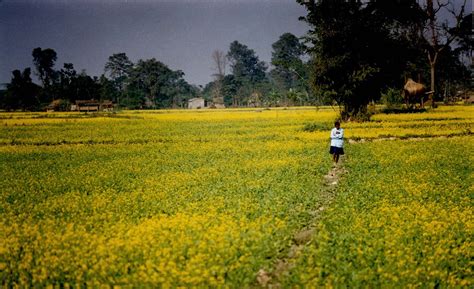 Best Time To See Mustard Fields In Bloom Nepal 2021 Roveme