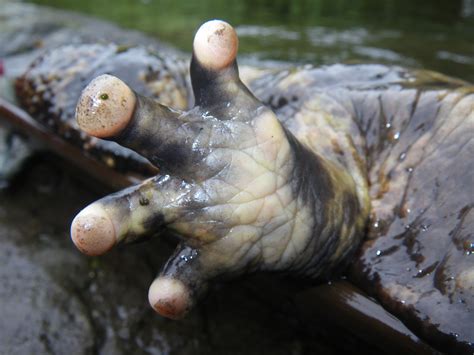 Japanese Giant Salamanders Are Devoted Dads WIRED
