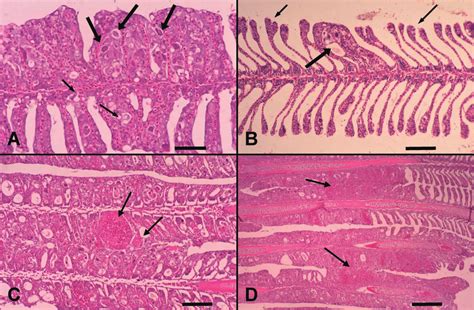 Histopathological Features Of The Gills Of Diseased Fish A The