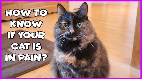 How To Know If Your Cat Is In Pain Signs Of A Cat In Pain Arthritis