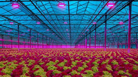 Oreon Greenhouse Led Grow Lights