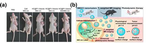 A The Treatment Results Of Bxpc Tumor Bearing Balb C Nude Mice With