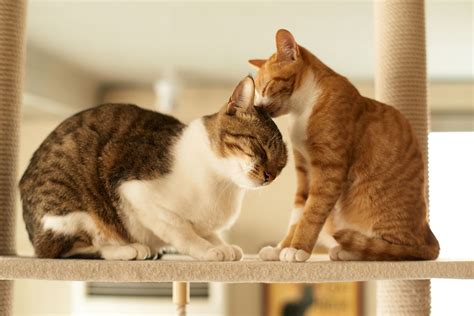 How To Introduce Two Cats And Manage To Keep The Peace At Home Care