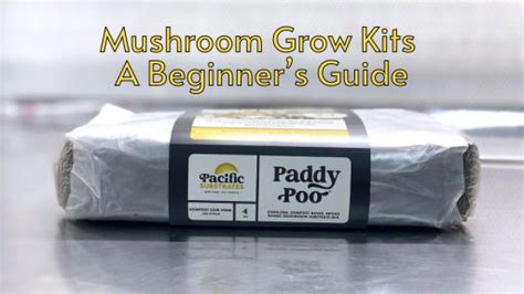 Mushroom Grow Kits A Beginners Guide