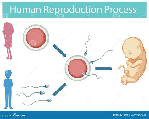 infografía del proceso de reproducción humana ilustración del vector ilustración de vivir