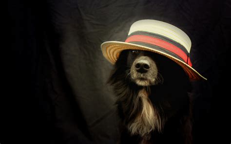 Funny Dog With Hat Wallpaper Animals Wallpaper Better