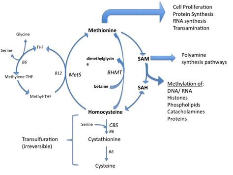 Combining a ketogenic diet with standard chemotherapeutic and radiotherapeutic options may help improve tumor response, although more research is needed. The Role of Methionine in Cancer Growth and Control