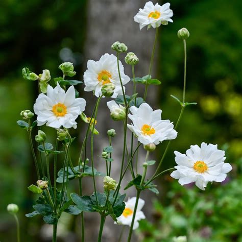 Anemone Bulbs Planting And Care Guide Easy To Grow Bulbs