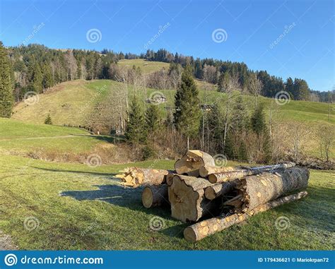 Mixed Forests And Thinned Out Trees On The Slopes Of Hills In The