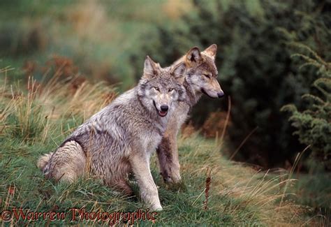 Grey Wolves Sitting Photo Wp04791