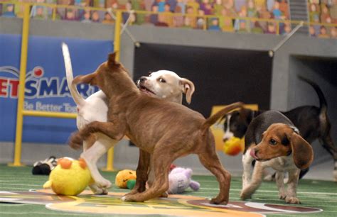 Would not recommend working here. Las Vegas dogs in Puppy Bowl offer alternatives to Super ...