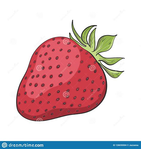 Hand Drawn Strawberry Stock Vector Illustration Of Strawberry